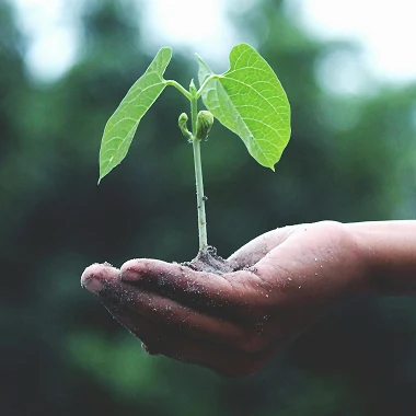 Fruit of the True Vine Ministries
